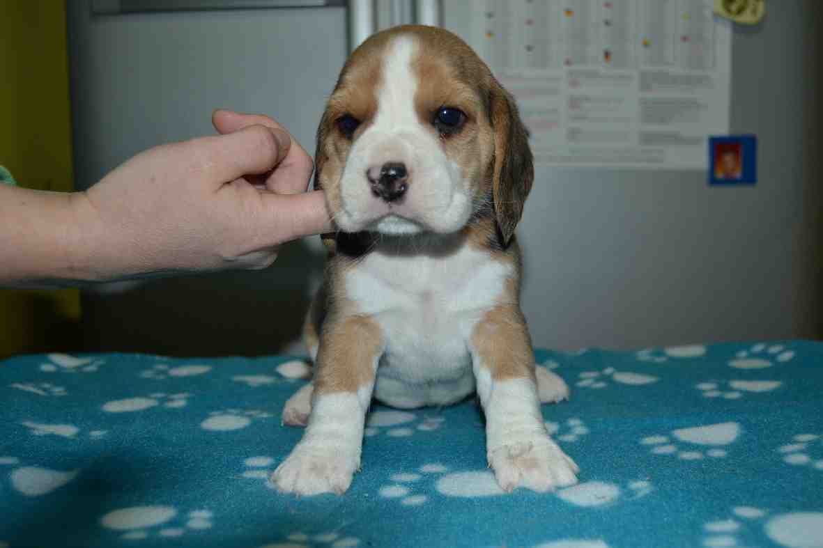 Daisy
