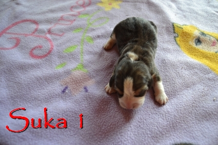 suka1