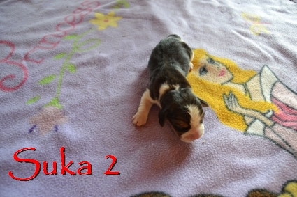 suka2