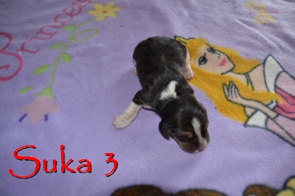 suka3